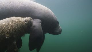 A manatee pup and mother