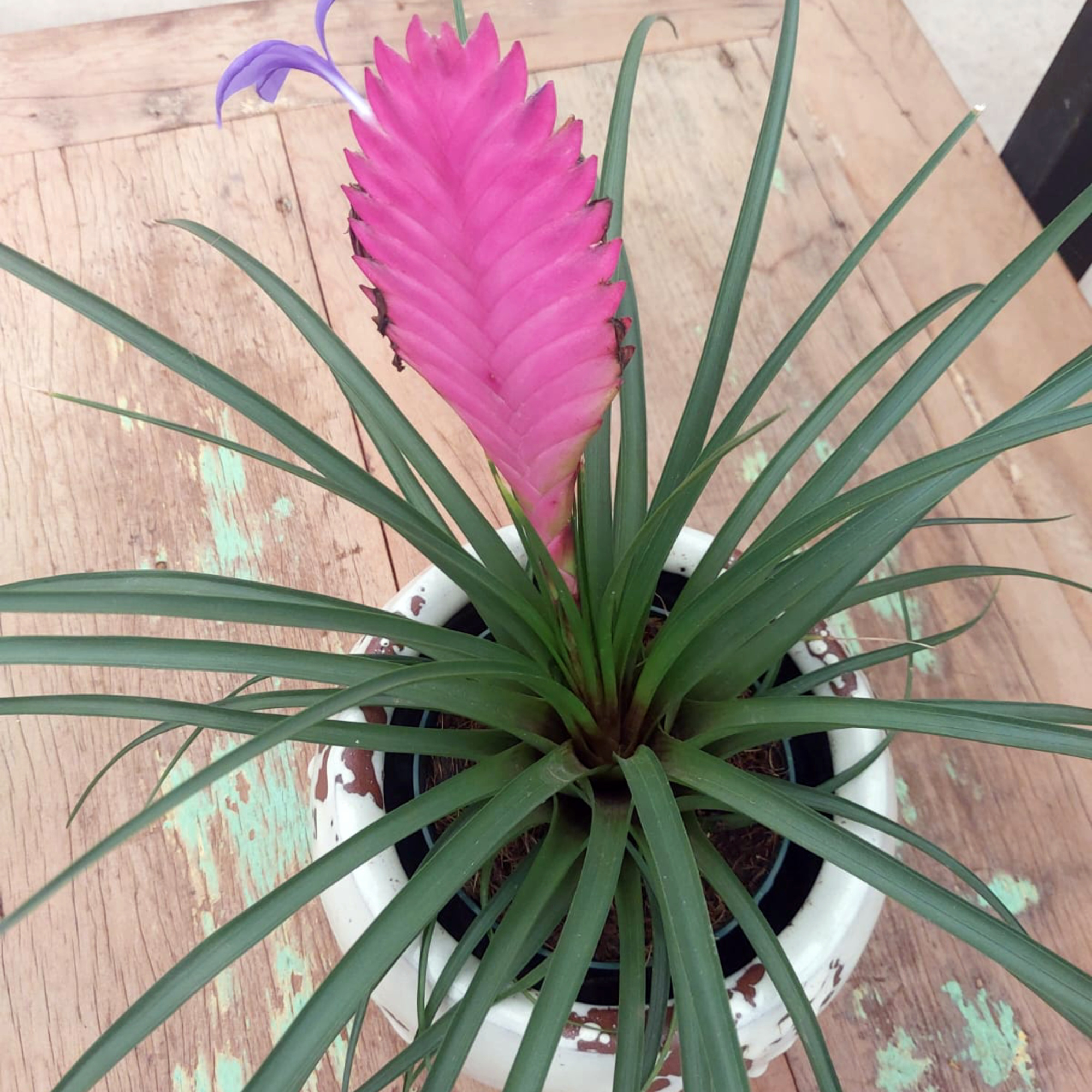 Pink Qill in pot on wood table