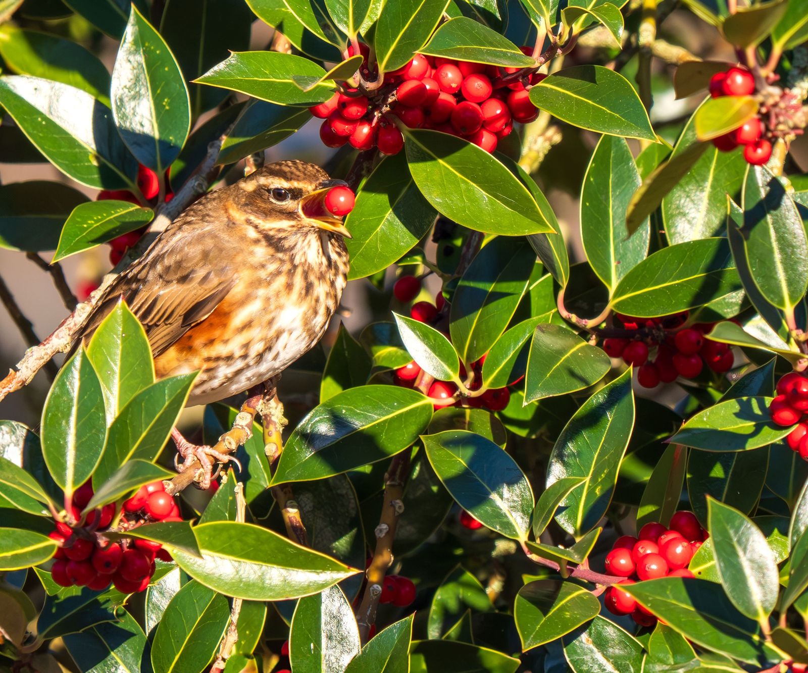 Birth Month Trees: Find All 12 and Their Special Meanings | Gardening ...