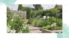 picture of english garden with various plants