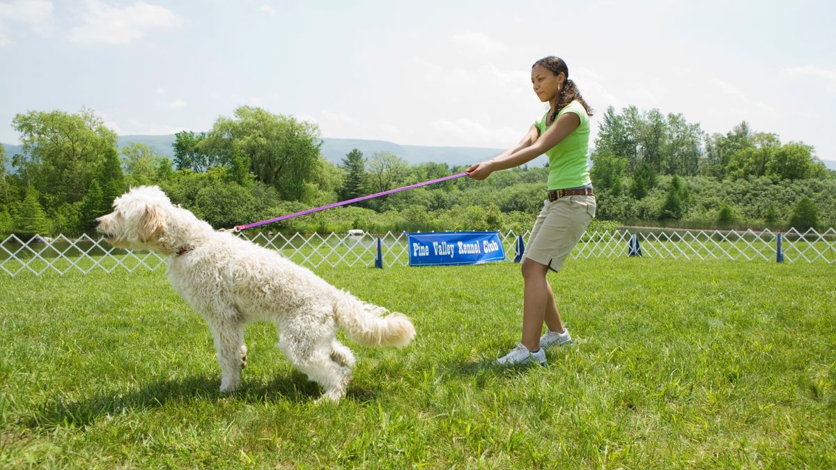 This one thing can help reactive dogs calm down — and it makes perfect sense!