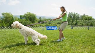 Dog pulling on leash