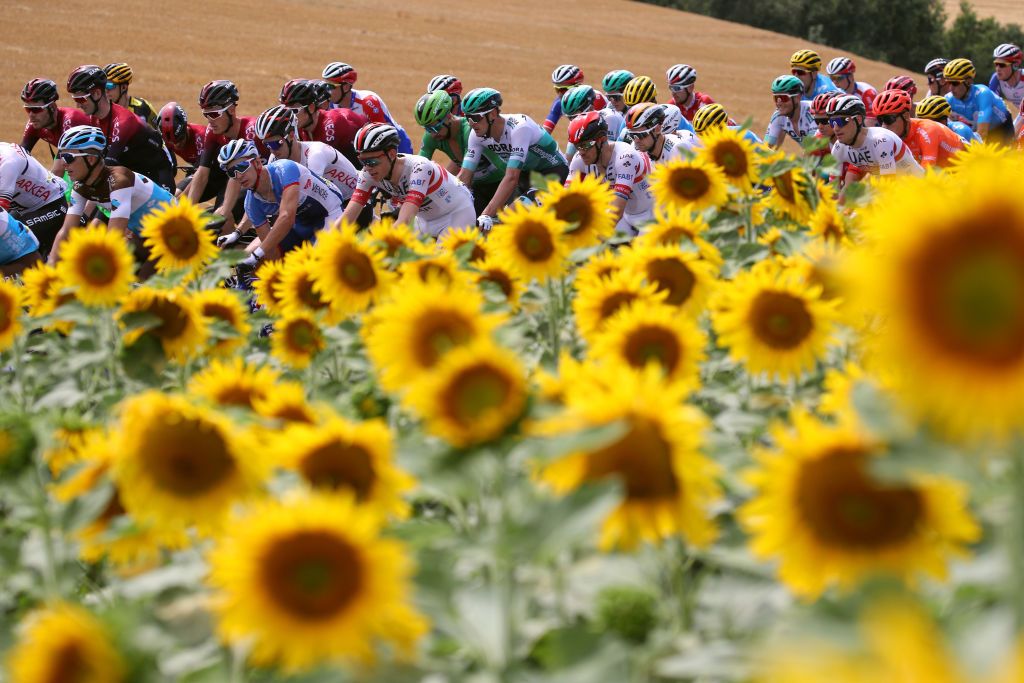 The peloton in the traditional Tour de France sunflower shot