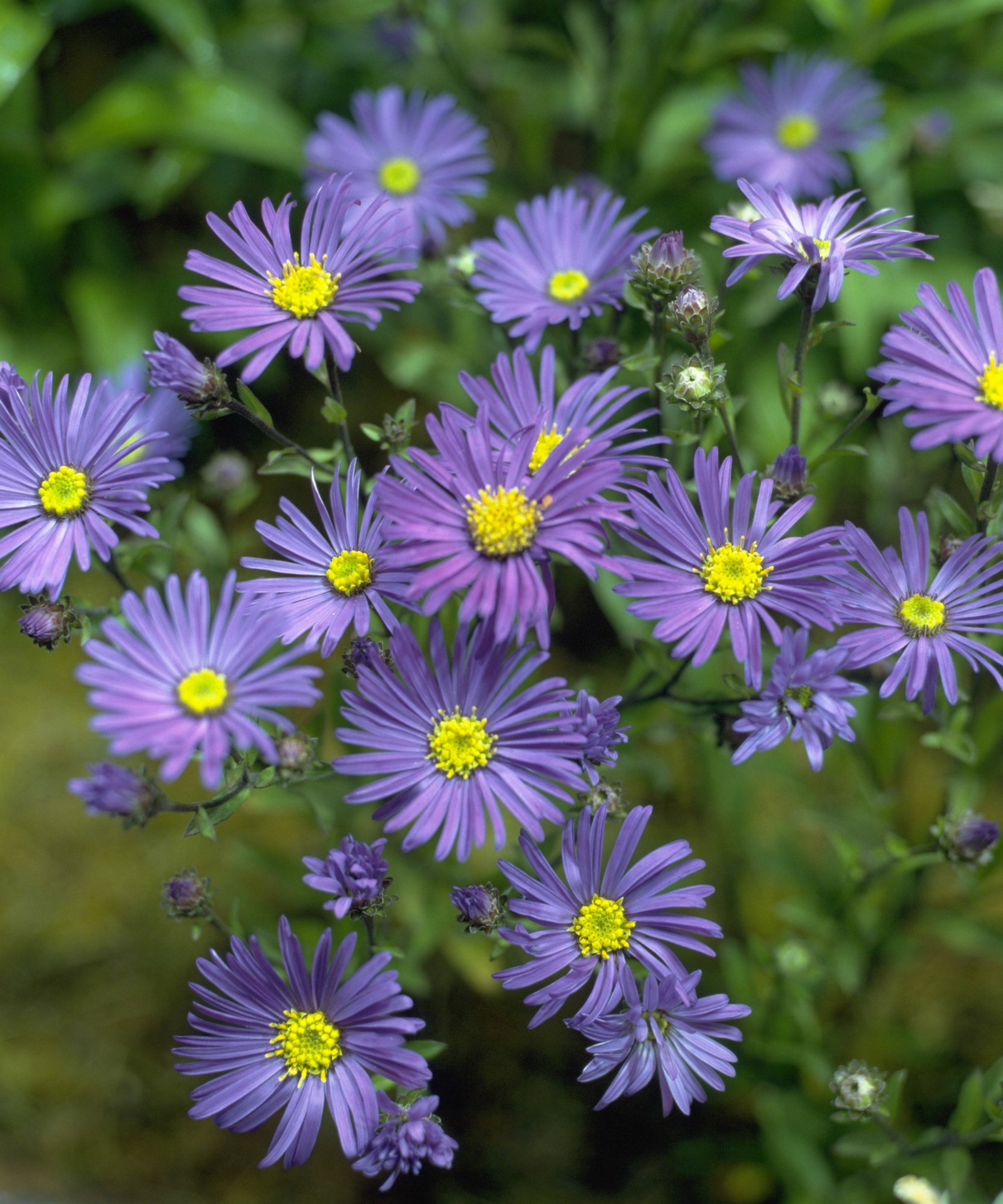 Purple asters are in bloom and budding in a garden