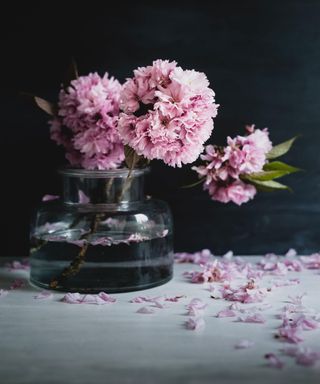 pink cherry blossom branches in vase