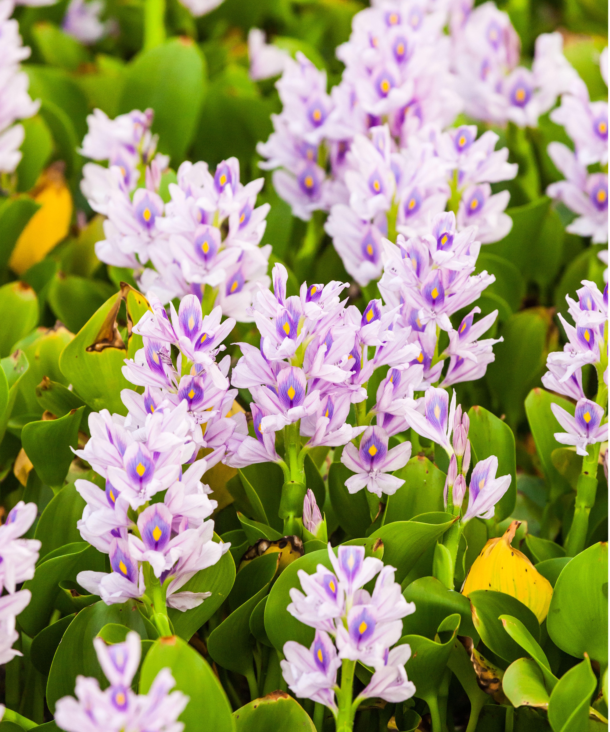 Water hyacinth