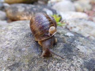 The sinistral Jeremy with a dextral baby (not his) on his shell.