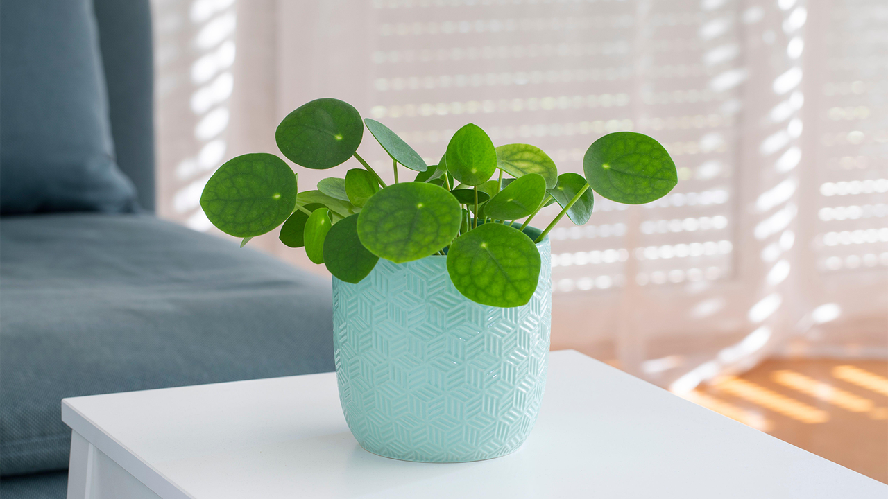 care for a Chinese Money Plant in a white vase on a table with a blurry interior in the background 