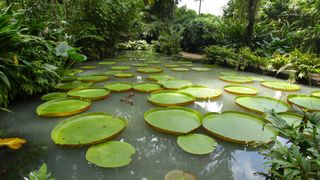 Lily pads at the Jardim Botanico, Rio de Janeiro