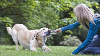 Girl playing tug of war with labrador