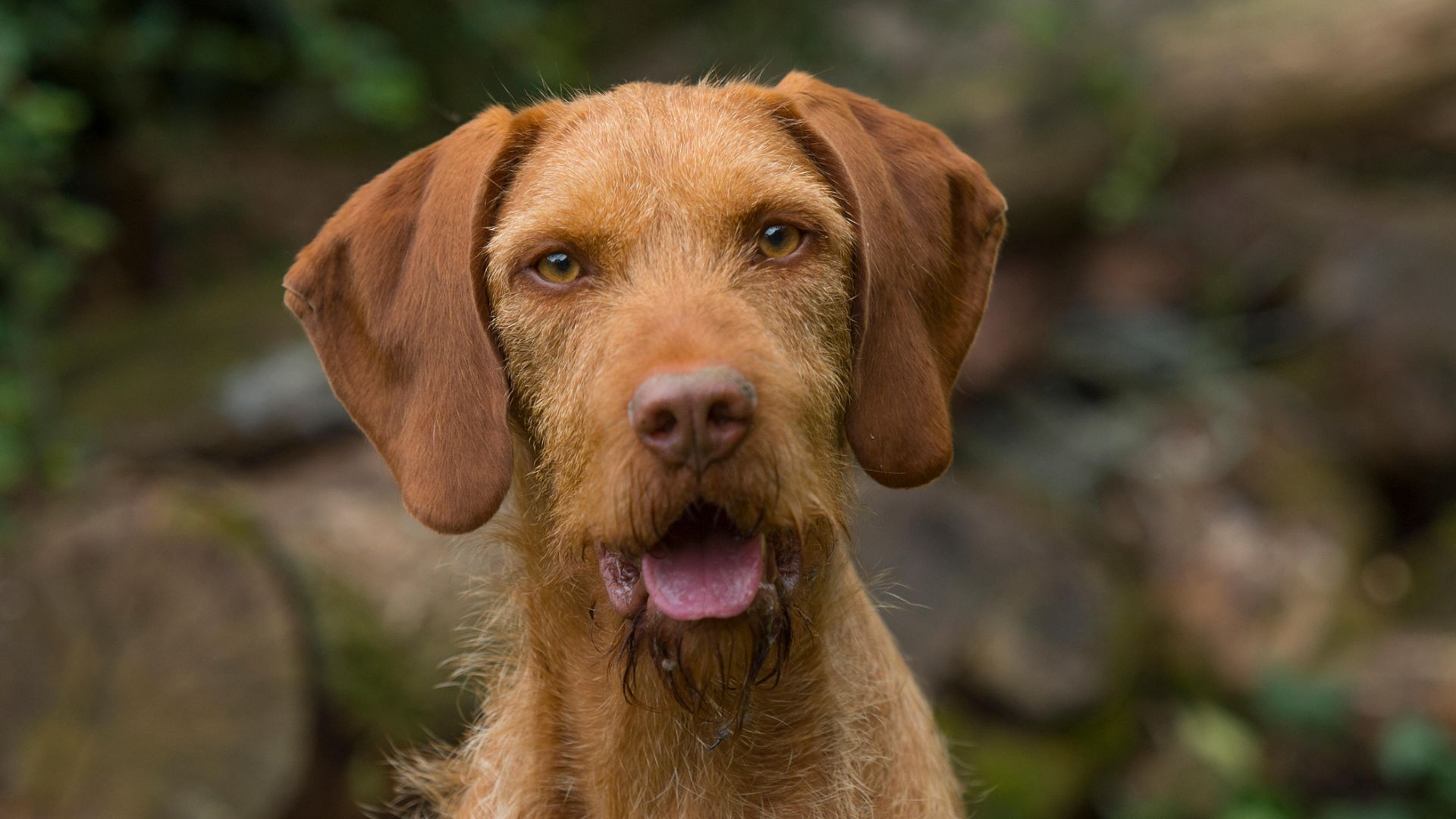 Portrait shot of Wirehaired Vizsla