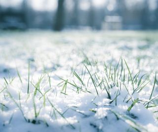 Snow on lawn