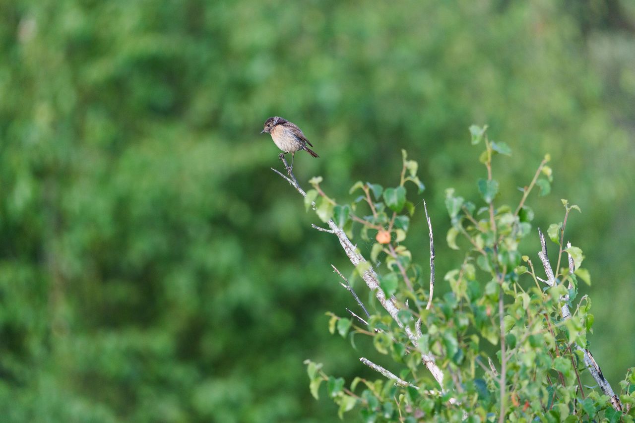 Stonechat perched on a branch in a nature reserve, shot with Sony telephoto lens