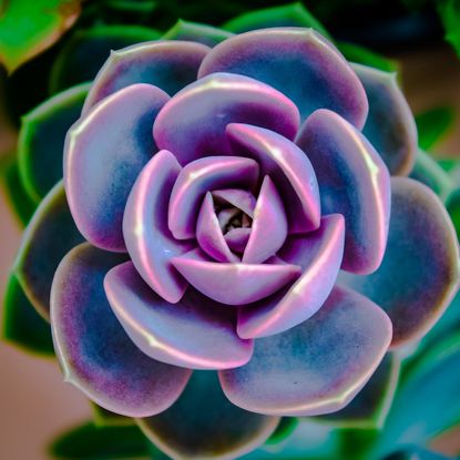 Purple Metalic Perle Von Nurnberg Plant