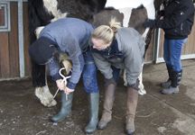 p11_hoof_testing.jpg