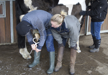 p11_hoof_testing.jpg