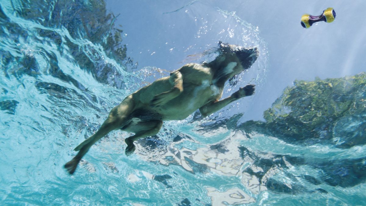 Underwater shot of dog swimming retrieving toy