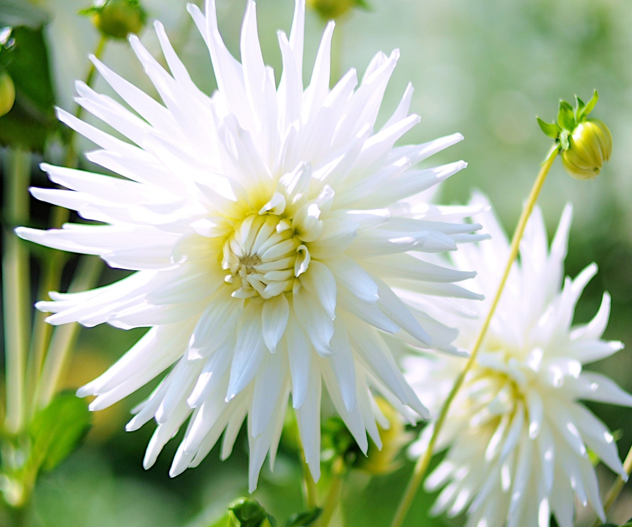 cactus dahlia my love in bloom