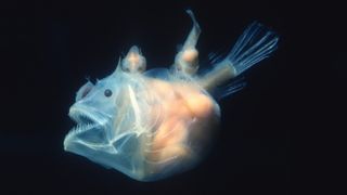 A deep sea female anglerfish with two parasitic males dangling off her body.