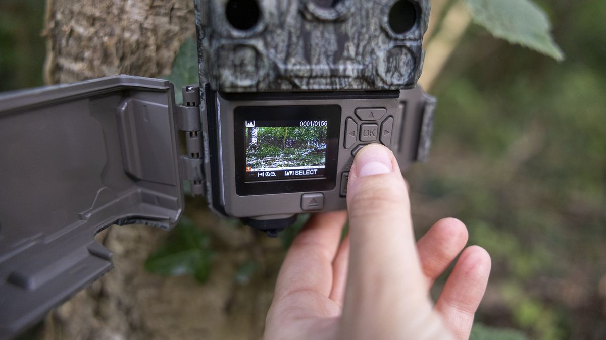 The Bushnell Core S-4K No Glow trail camera mounted on a woodland tree