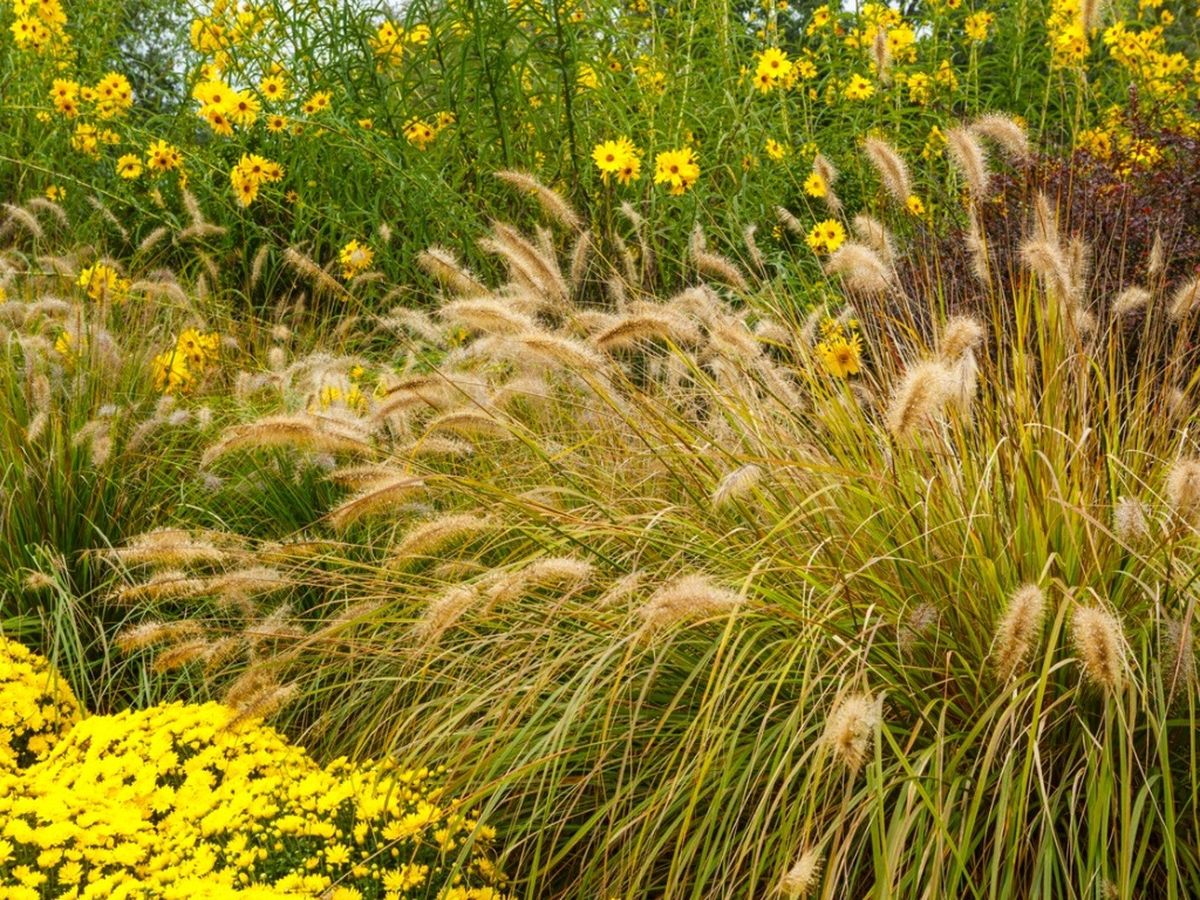 Ornamental Grasses For Minnesota, Michigan, Wisconsin, Iowa Gardening Know How