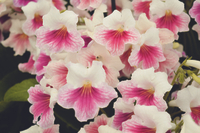 Streptocarpus 'Sweet Rosy' from Dibleys