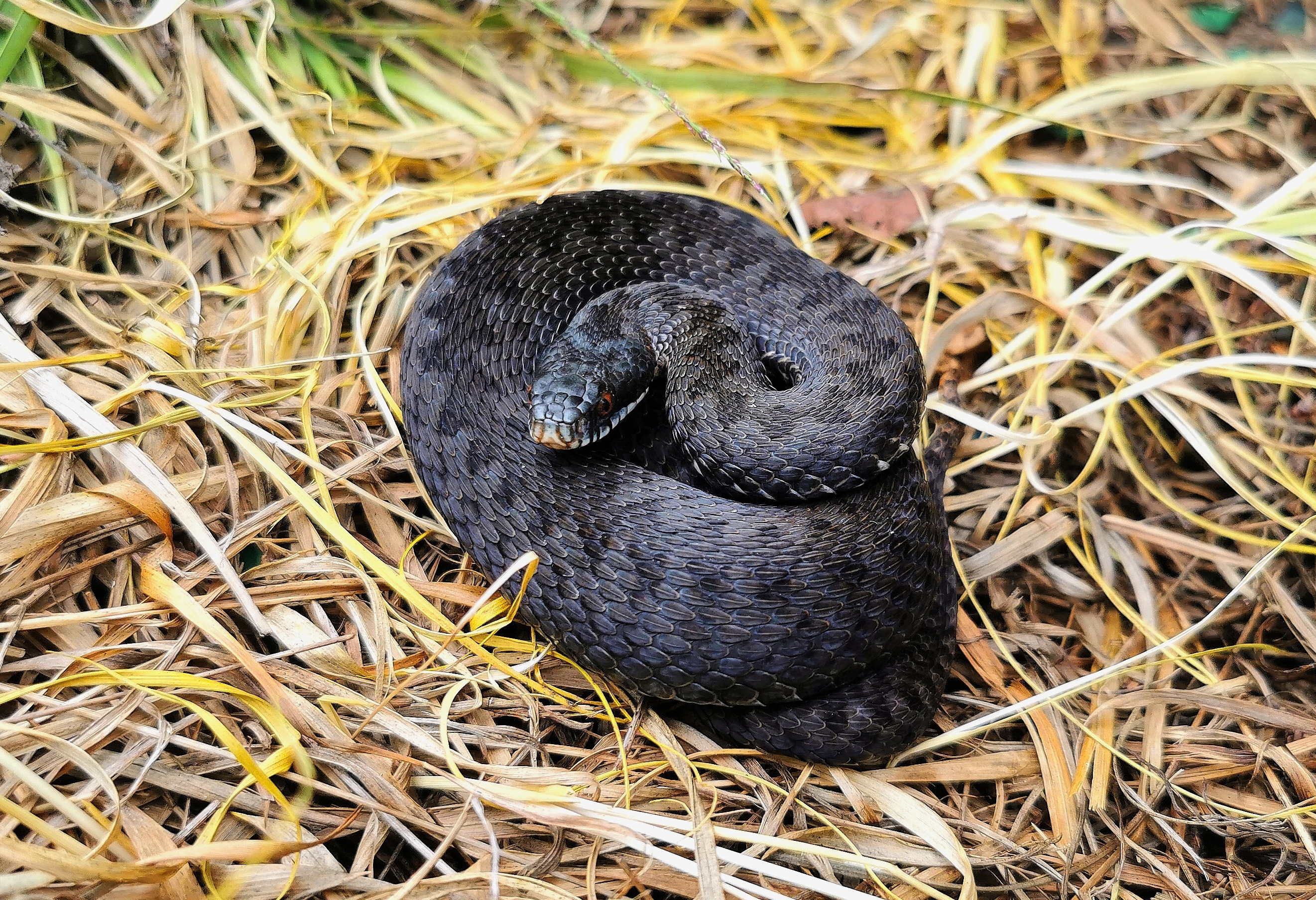 An adder on Hook Common