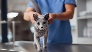 Grey cat on a vet table being stroked on the hips