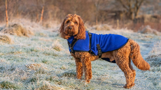 Red cockapoo wearing a blue dog coat standing in a grassy field and looking at the camera