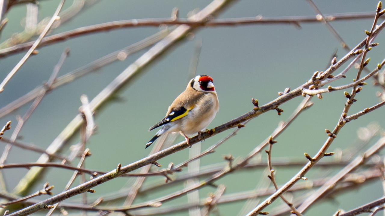 goldfinch sat in a tree