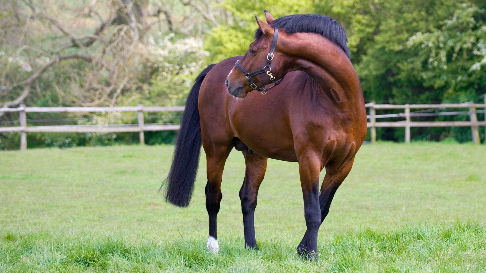 Stallion in paddock