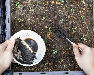 woman's hand spooning coffee grounds into soil - getty