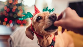 Dog with Christmas hat on being fed a treat