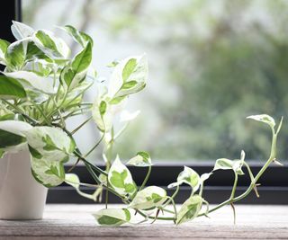 Pears and jade pothos on a windowsill