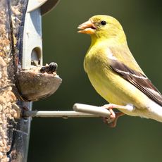 American finch on bird feeder