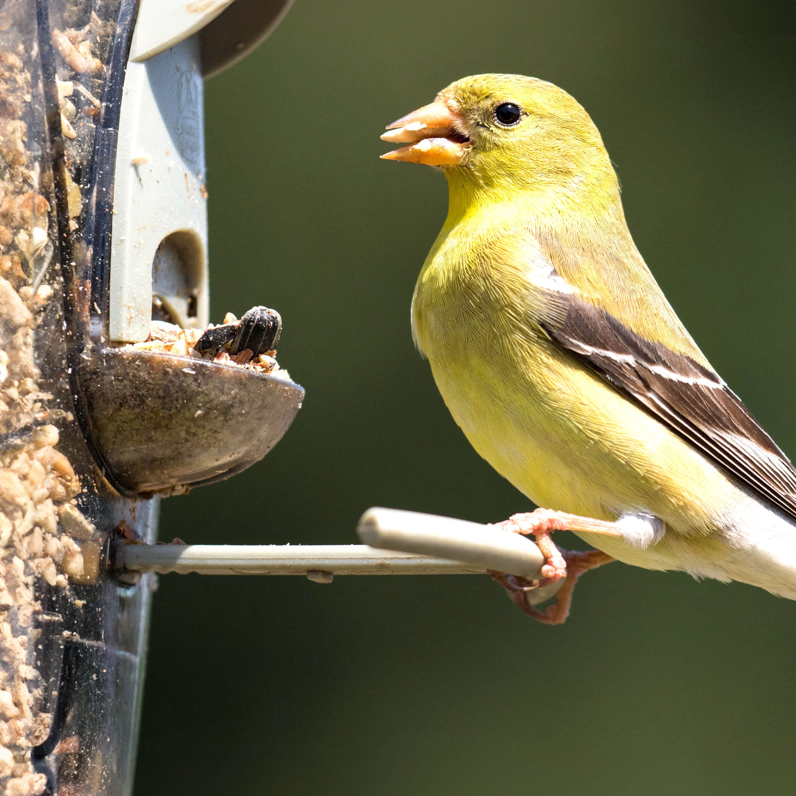 American finch on bird feeder