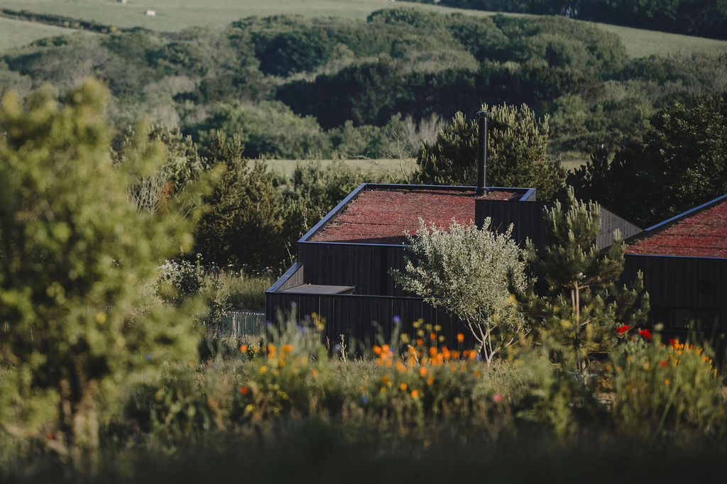 Cornish eco-cabin site by Darren Hawkes, leafy flowering meadow