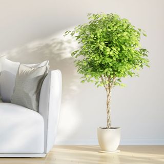 pachira money tree with wooden flooring and cushion