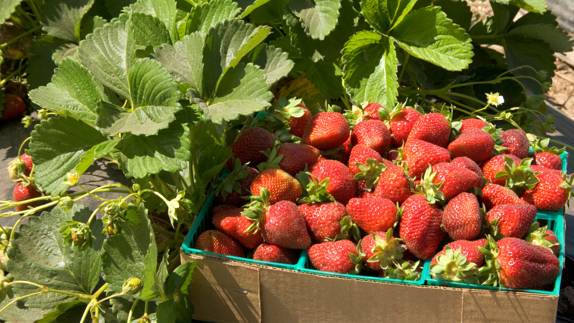 Large box of strawberries.