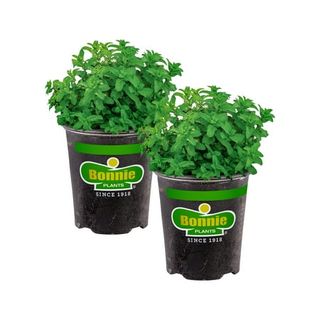 Bonnie Plants Lemon Balm 19.3 Oz. 2-Pack