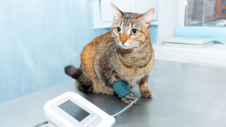 Cat hooked up to blood pressure monitor at vets