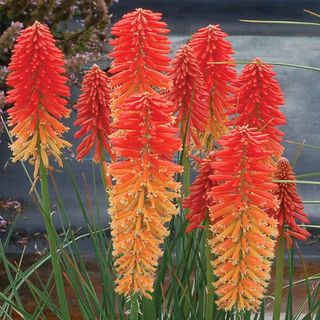 Kniphofia 'Poco Sunset'