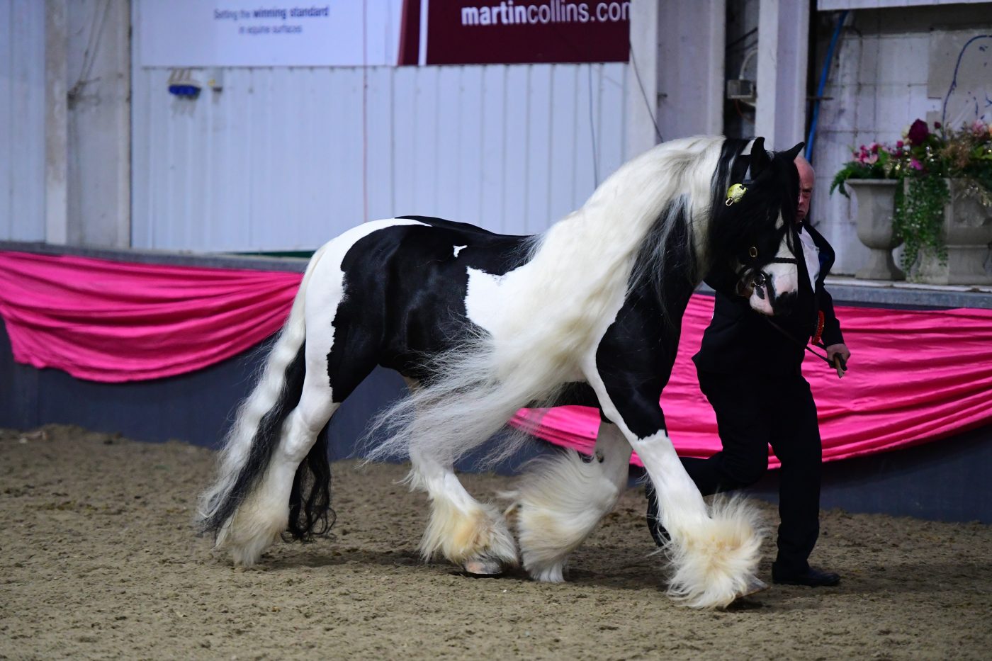 HorseNo141_Showing_PN19_2557_272076071_465343851-e1551288290814.jpg