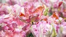 Tulipa Apricot Parrot close-up