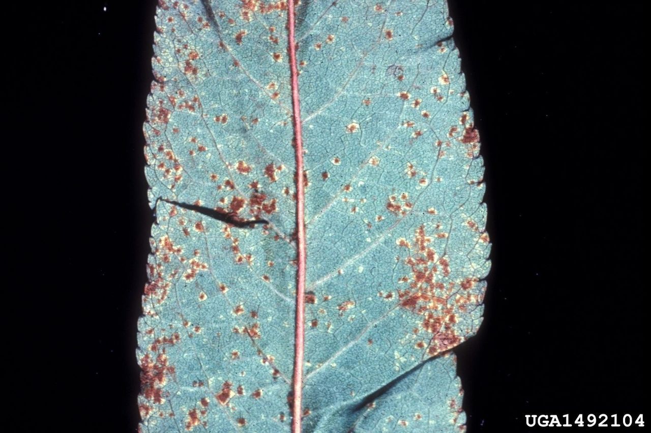 Rust Spots On Cherry Tree Leaf