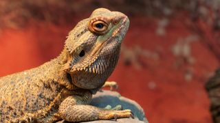 a central bearded dragon on a red background