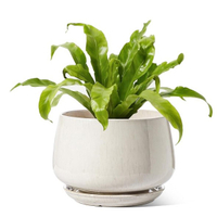 Le Tauci Ceramic 10-inch Indoor Planter