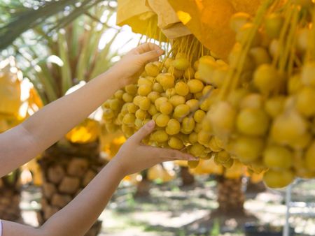 Hands harvesting dates