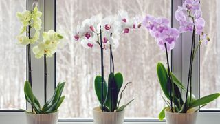 Orchids on windowsill