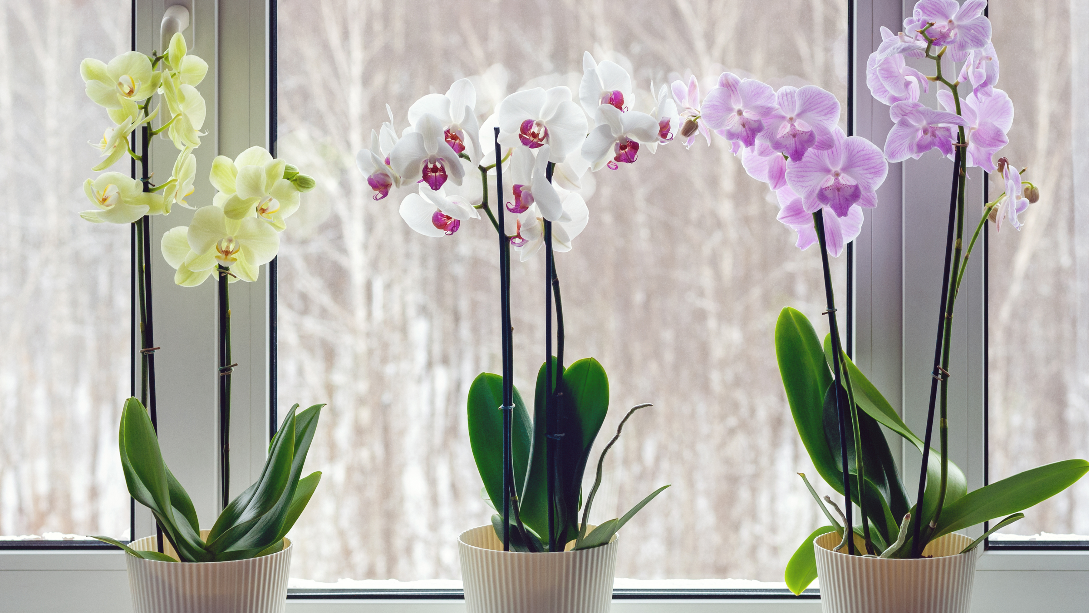 Orchids on windowsill